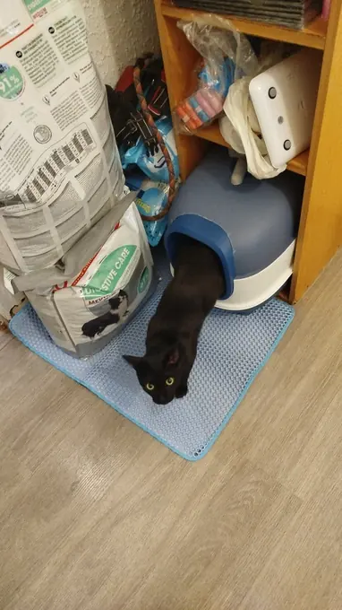 Photo d'un acheteur montrant le tapis de litière Minopatte en situation