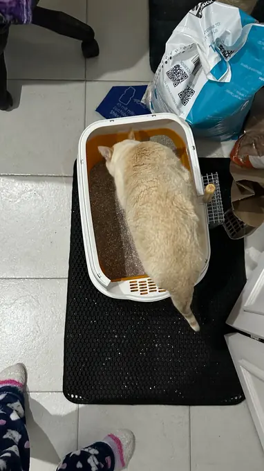 Photo d'un acheteur montrant le tapis de litière Minopatte en situation