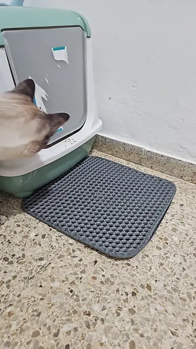 Photo d'un acheteur montrant le tapis de litière Minopatte en situation