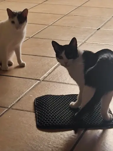 Photo d'un acheteur montrant le tapis de litière Minopatte en situation