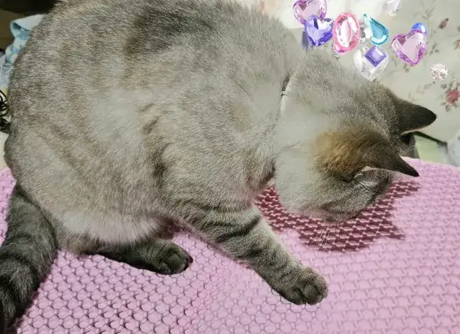 Chat couché sur un tapis de litière rose