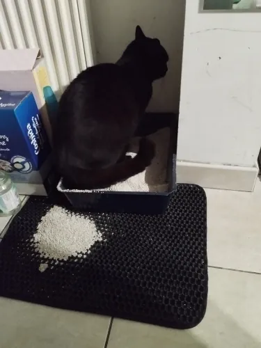 Chat noir près d'un tapis de litière noir